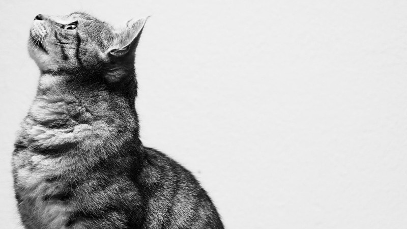 How To Create a Stellar GitHub Profile That Gets You Hired As A Web Developer